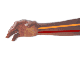 Animation of Pronation of Hand